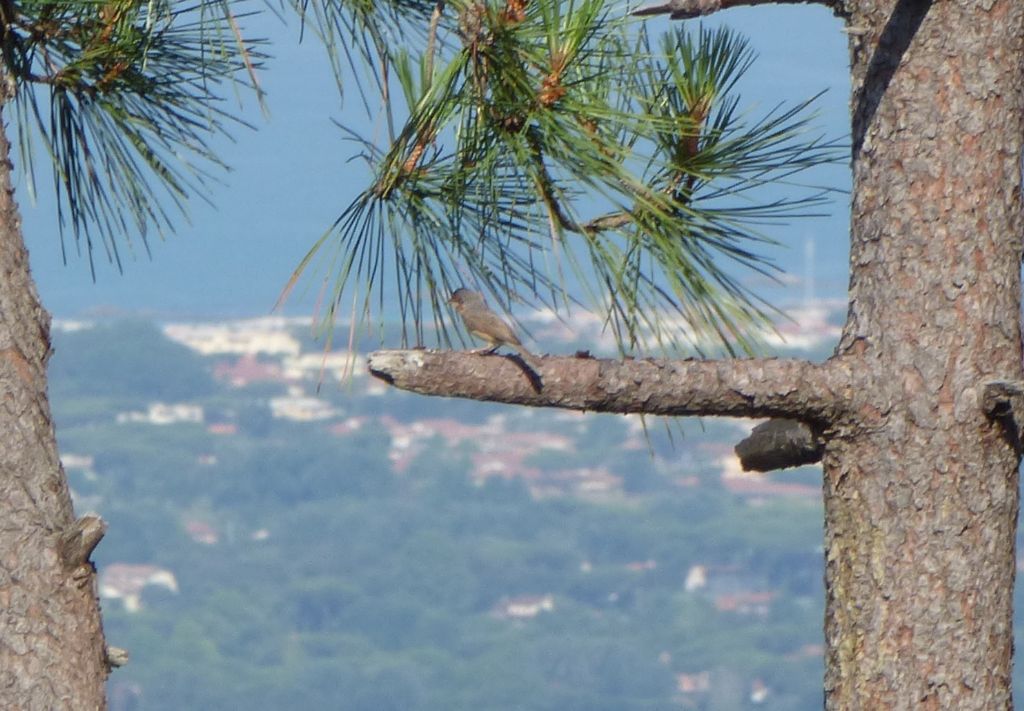 Sterpazzolina di Moltoni.